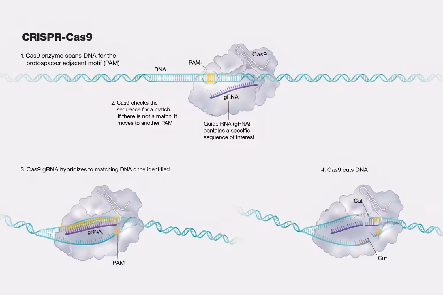 Fig.1. Illustration of how the CRISPR works.