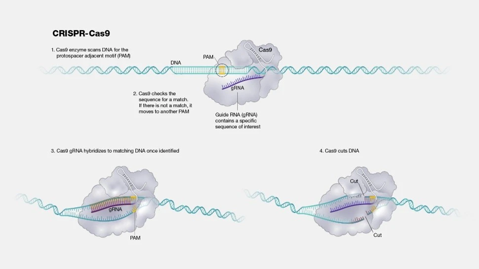 Fig.1. Illustration of how the CRISPR works.