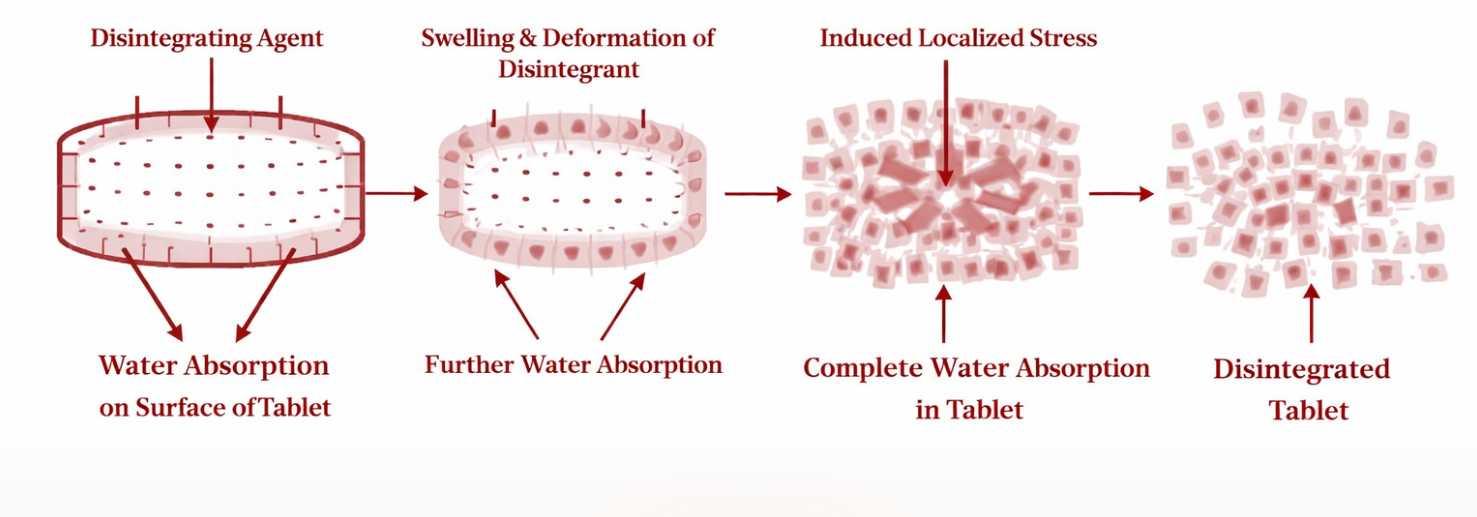 Tablet Disintegration Diagram