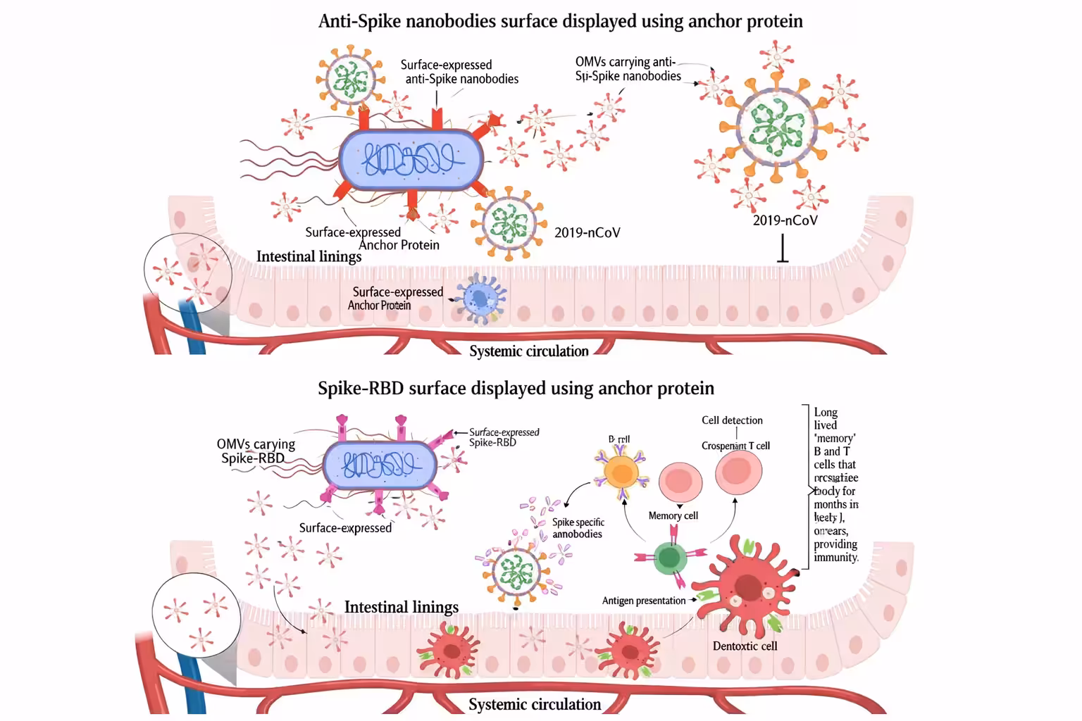 Antispike nanobodies surface displayed using anchor protein