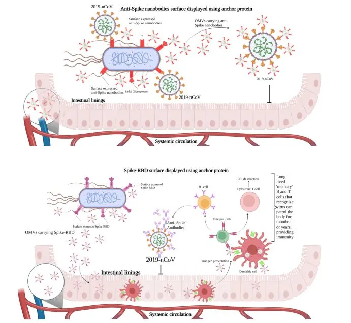 Antispike nanobodies surface displayed using anchor protein