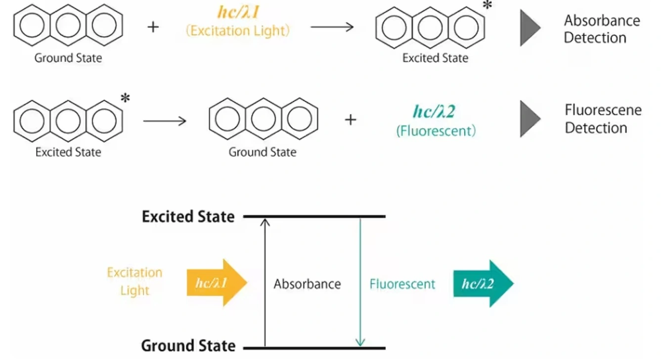A Diagram illustrating how detection occurs in both Absorbance and fluorescence detectors
