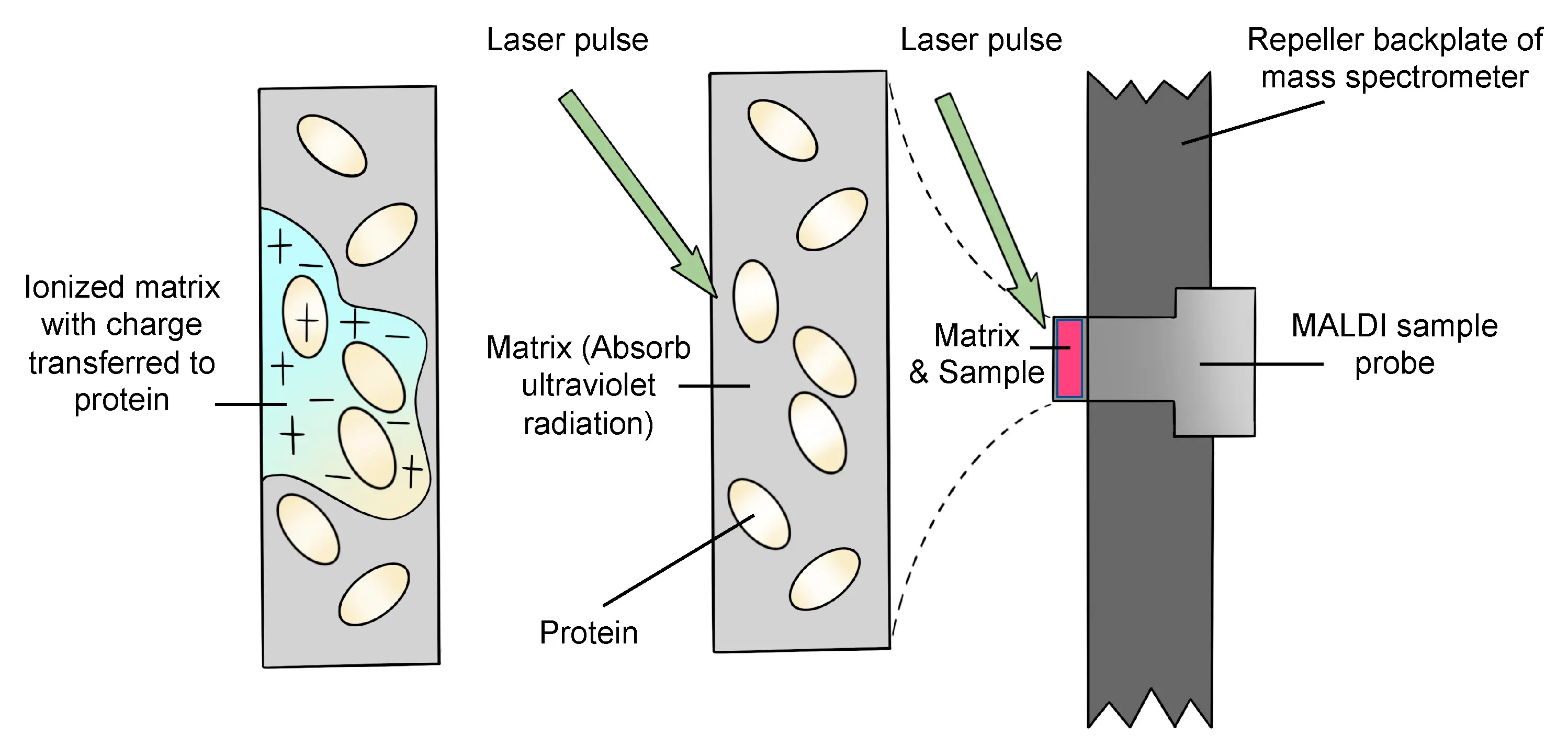 MALDI Matrix-Assisted Laser Desorption/Ionization (MALDI) diagram