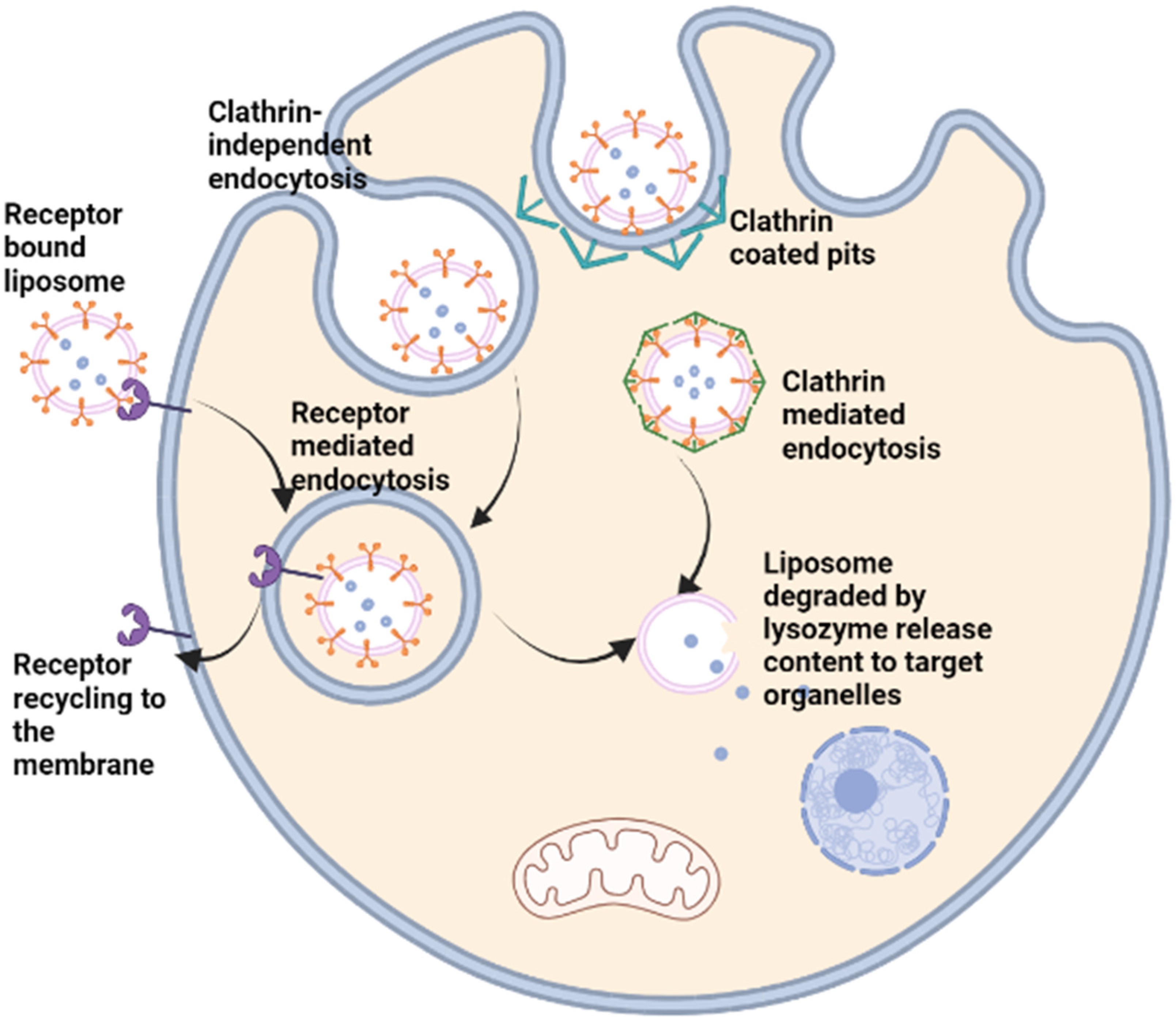 Nanoparticles as Drug Delivery Systems in Nanotechnology