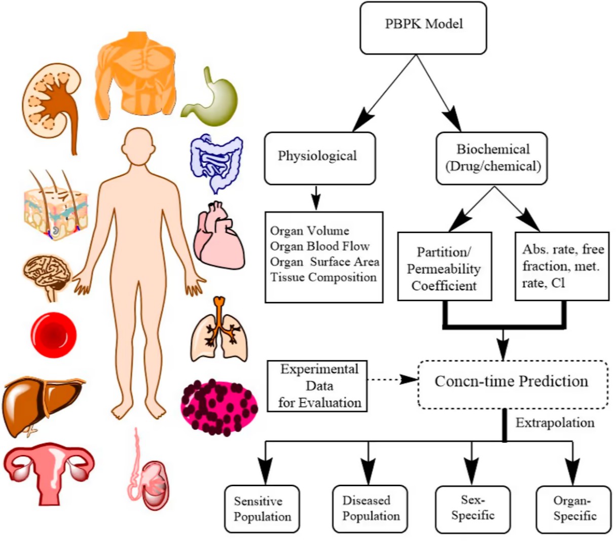 PBPK Modeling Workflow
