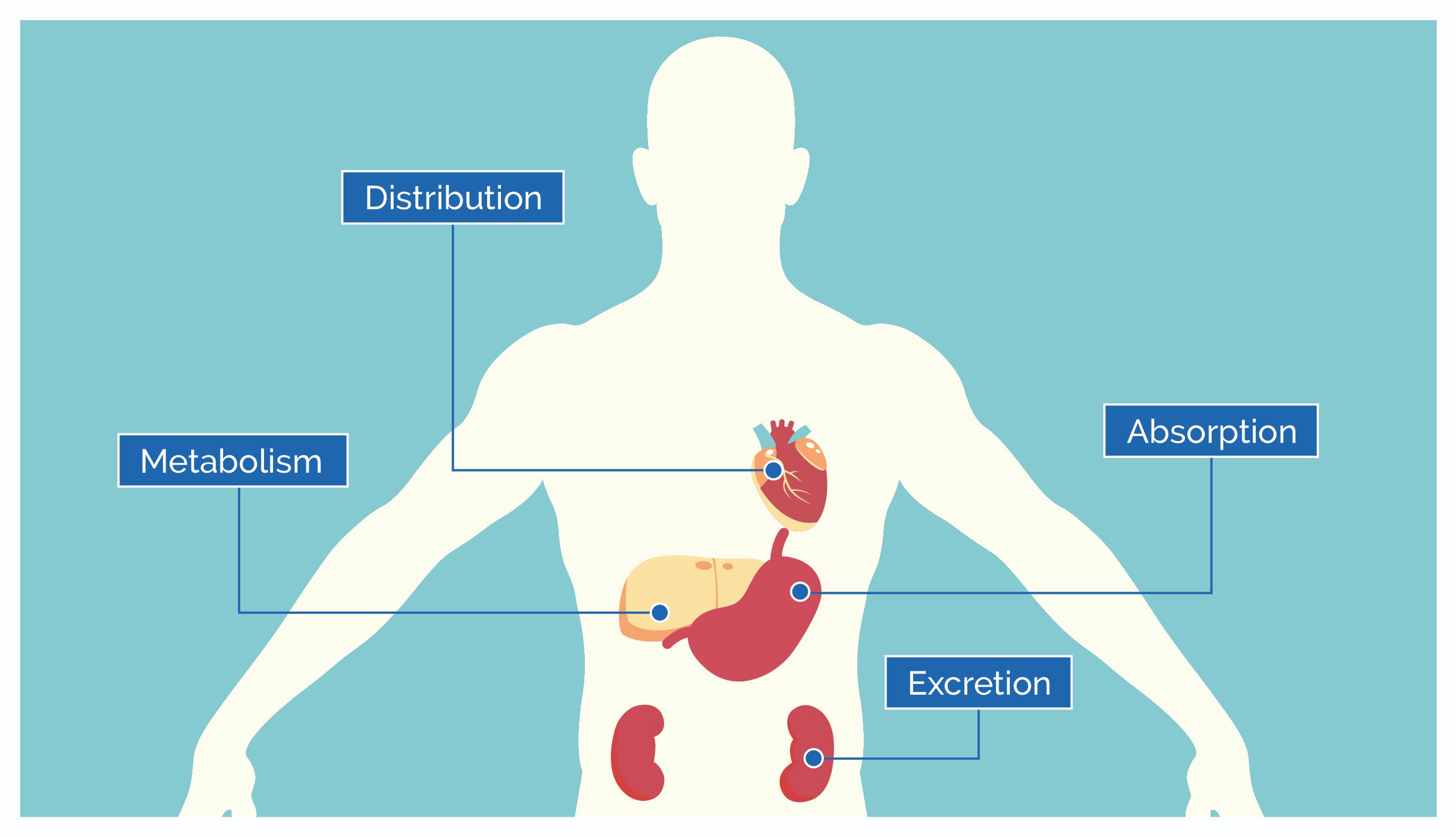 The ADME Process