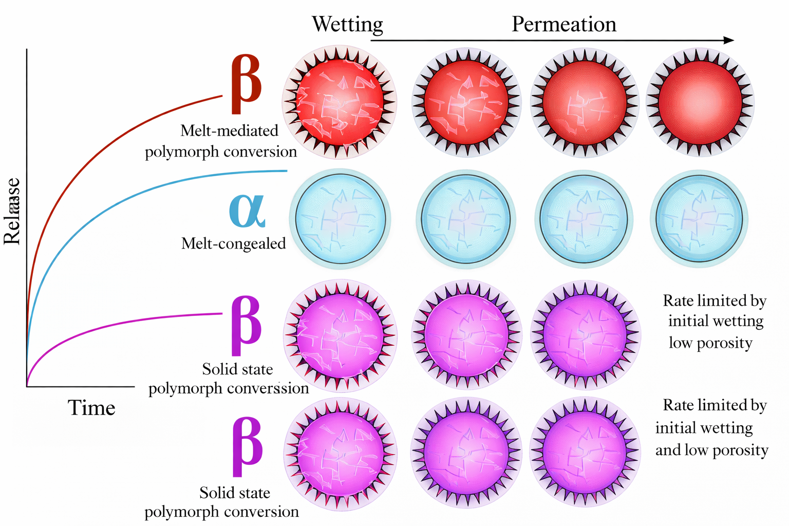 Dissolution as a function of polymorphism